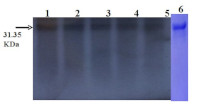 AP2 | Floral homeotic protein APETALA 2 in the group Antibodies Plant/Algal / Developmental Biology / Signal transduction at Agrisera AB (Antibodies for research) (AS12 2609)